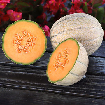 Melon Wrangler F1 Seed