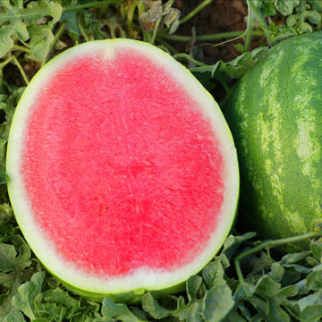 Watermelon Crunchy Red F1 Seed