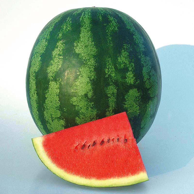 Watermelon Shiny Boy F1 Seed