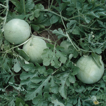 Watermelon Accomplice Seed
