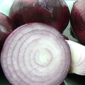 Onion Red Candy Apple F1 Live Plants