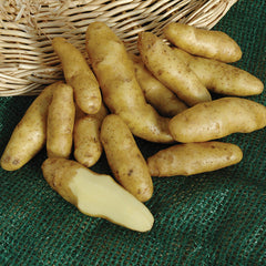 Potato Fingerling Russian Banana