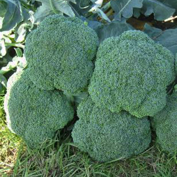 Broccoli Luna F1 Seed
