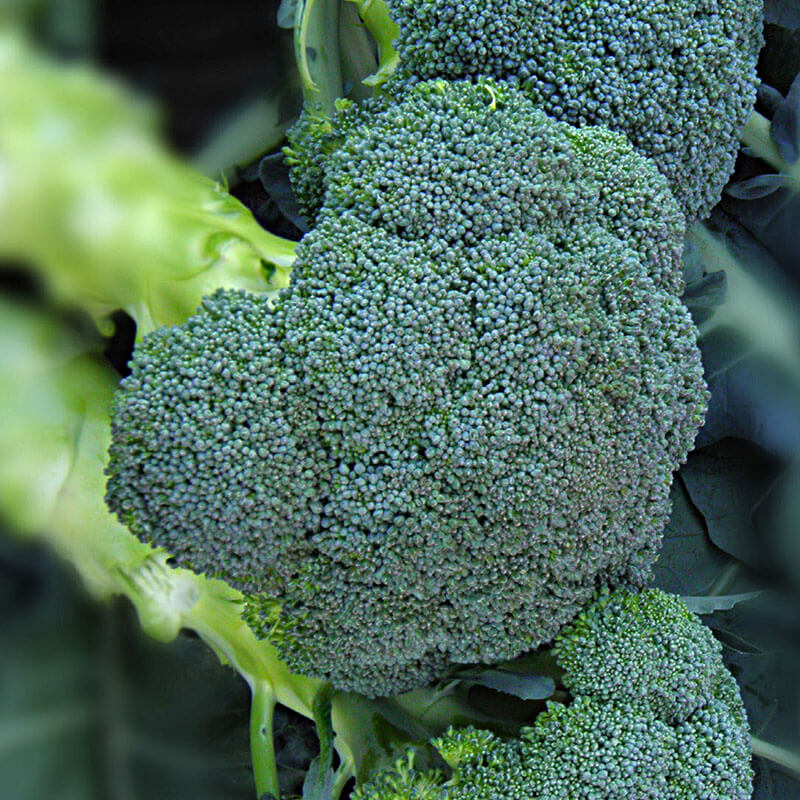 Broccoli Asteroid F1 Seed