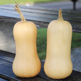 Squash Butterfly F1 Seed