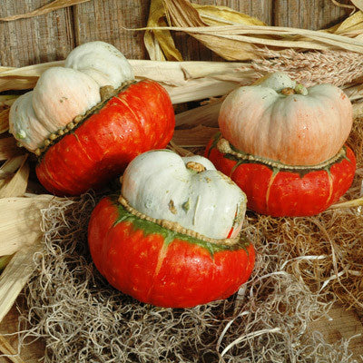Gourd Mini Red Turban Seed