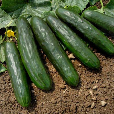 Cucumber Centella F1 Seed