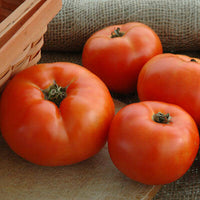 Tomato Primo Red F1 Live Plants