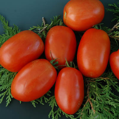 Tomato Patria F1 Seed