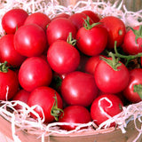 Tomato Sweet Treats F1 Seed