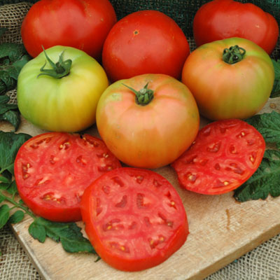 Tomato Red Deuce F1 Live Plants