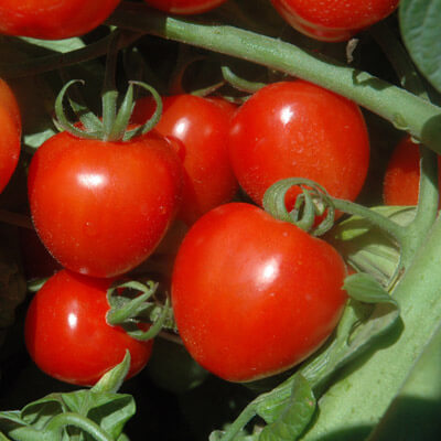 Tomato Tomatoberry Garden F1 Seed