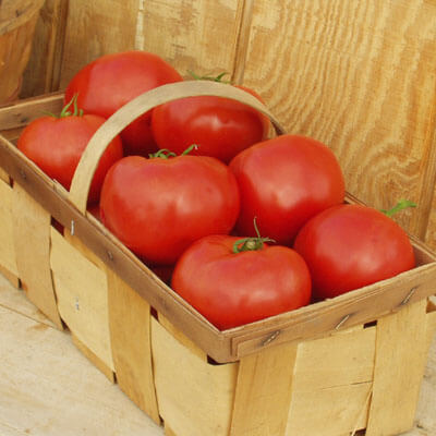 Tomato Red Bounty F1 Live Plants