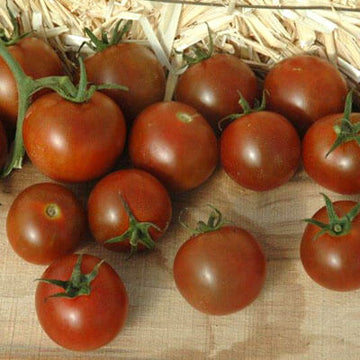 Tomato Sunchocola F1 Seed
