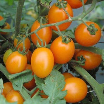 Tomato Lizziebelle F1 Seed