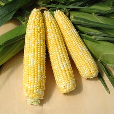 Sweet Corn ACes F1 Seed