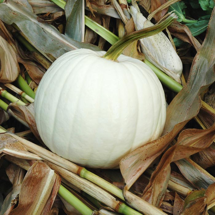 Pumpkin Blanco F1 Seed