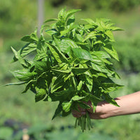 Basil Italian Large Leaf Seed