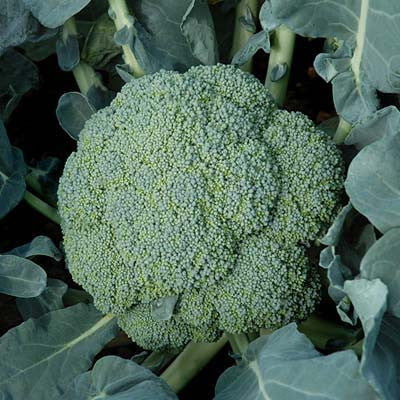 Broccoli Emerald Crown F1 Seed