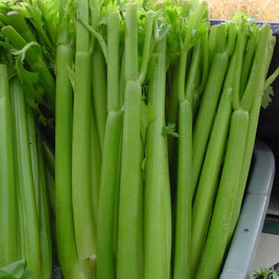 Celery Tall Utah 52/70R Improved Seed