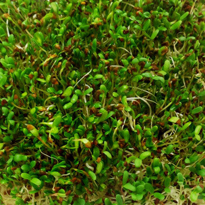 Alfalfa Sprouts Organic Seeds