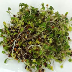 Broccoli Sprouts Organic Seeds