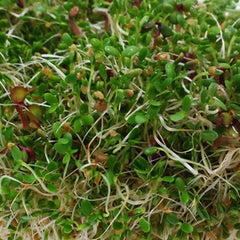 Spicy Mix Sprouts Organic Seeds