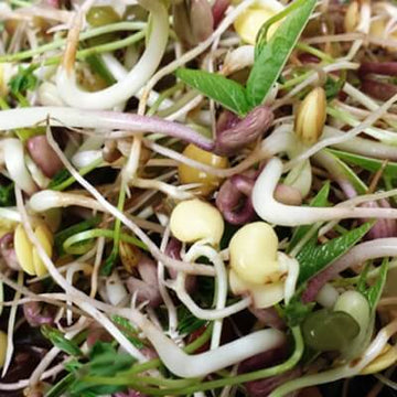 Bean Mix Sprouts Seeds