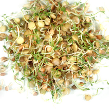 Crispy Mix Sprouts Organic Seeds
