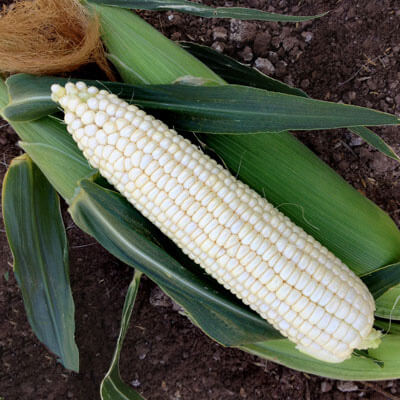 Sweet Corn XTH3973 F1 Seed
