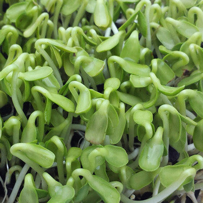Sunflower Sprouts Seeds