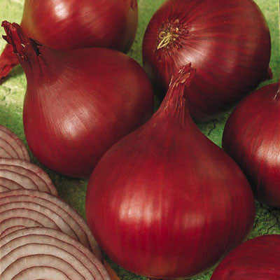 Onion Redwing F1 Live Plants