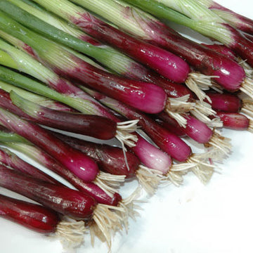 Onion Red Bunching F1 Seed