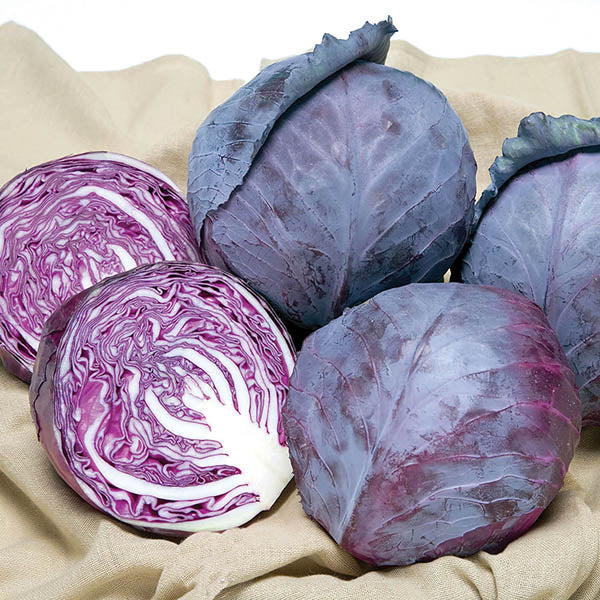 Cabbage Ruby Ball Improved F1 Live Plants