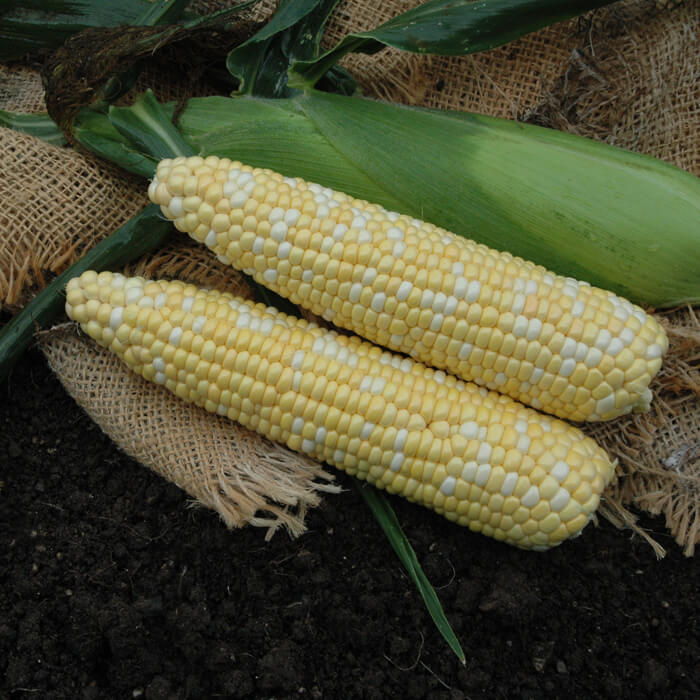 Sweet Corn Kickoff XR F1 Seed