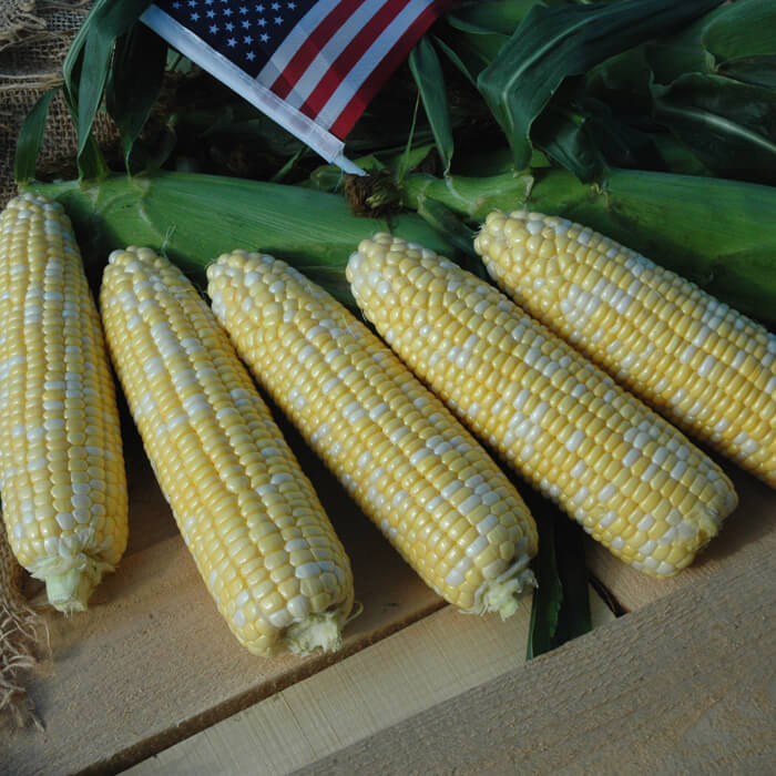 Sweet Corn American Dream F1 Seed