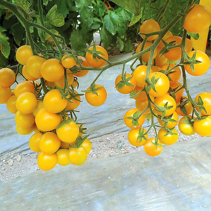 Tomato Esterina F1 Organic Seed