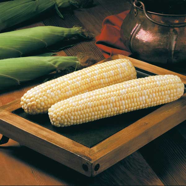 Sweet Corn Biotech BC0805 F1 Seed