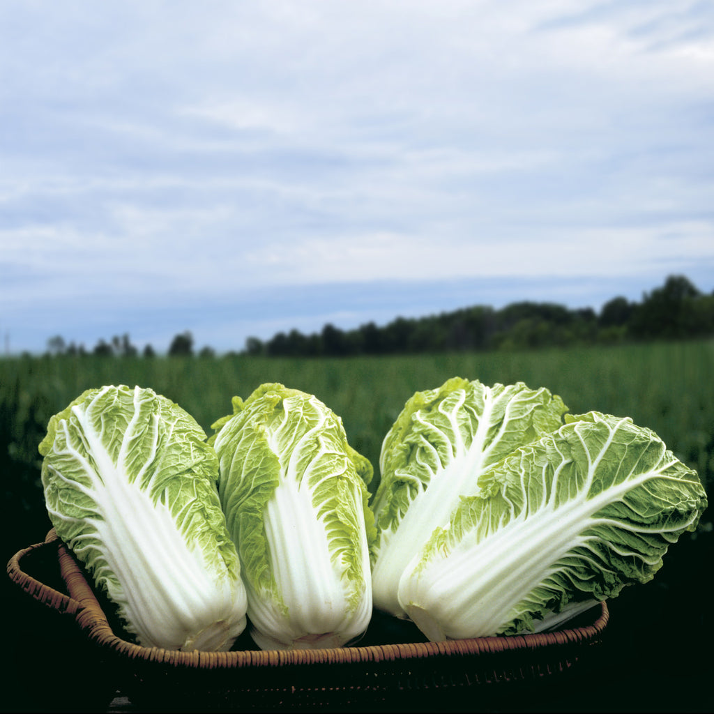 Cabbage Bilko F1 Organic Seed
