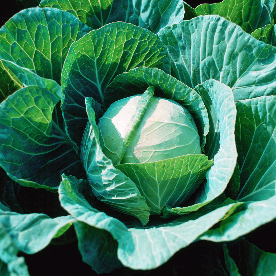 Cabbage Farao F1 Organic Seed