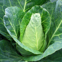 Cabbage Caraflex F1 Organic Seed