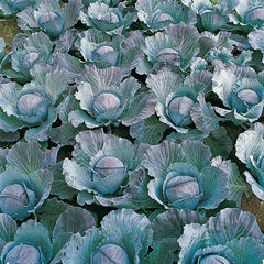 Cabbage Integro F1 Organic Seed