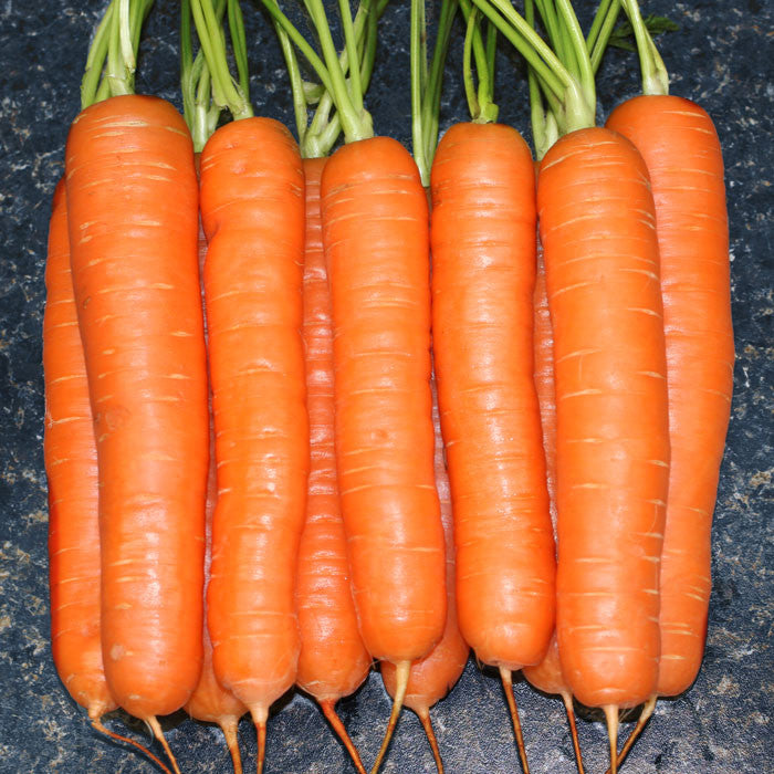 Carrot Yaya F1 Organic Seed