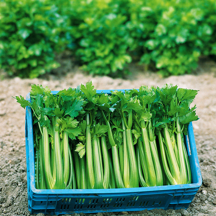 Celery Tango Organic Seed
