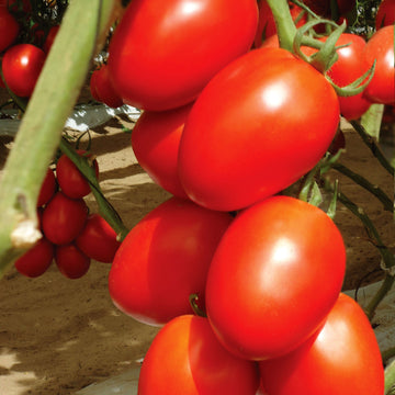 Tomato Granadero F1 Organic Seed