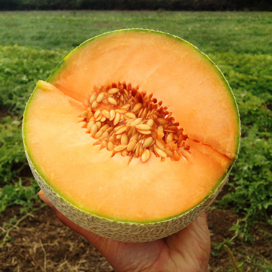 Melon Divergent F1 Organic Seed