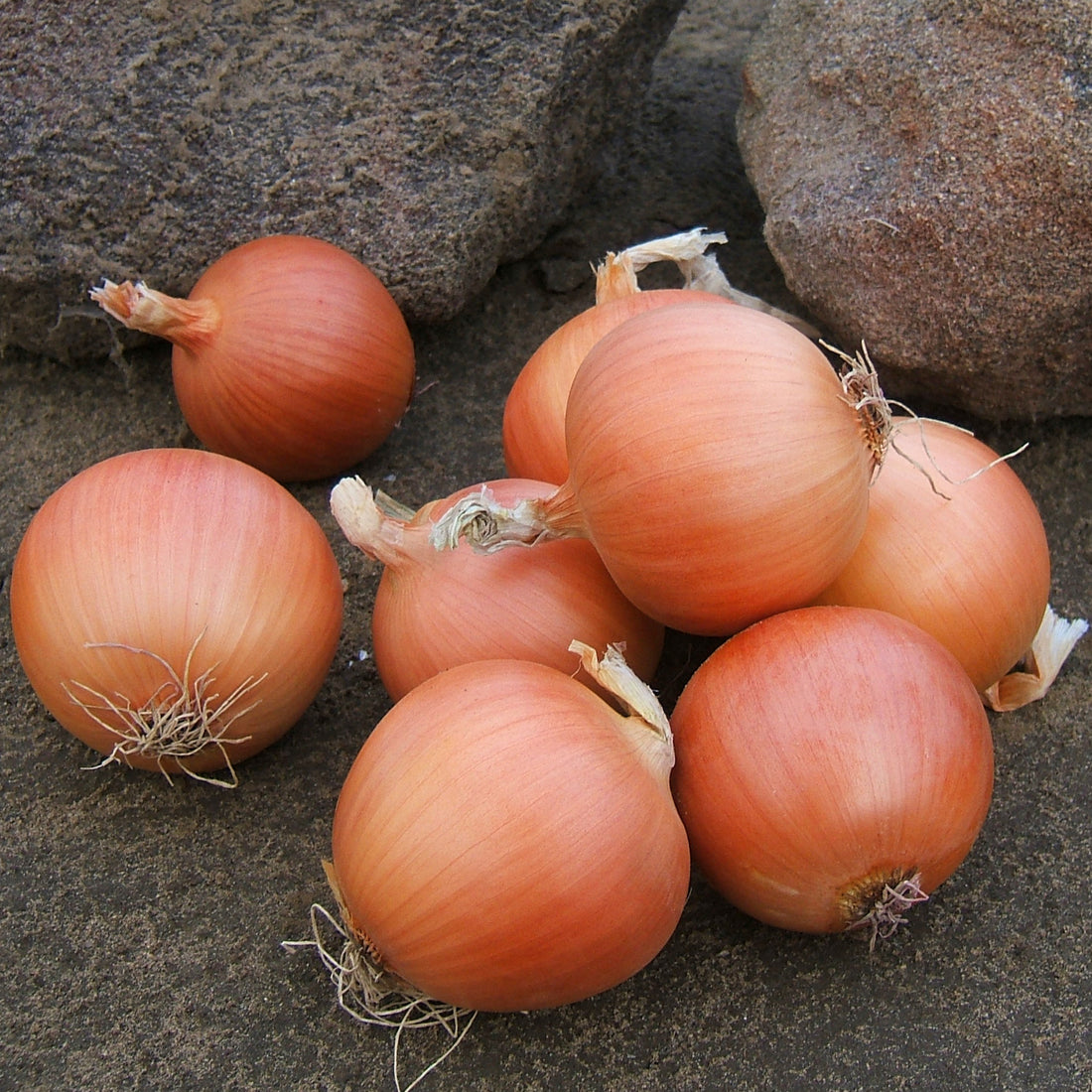 Onion Talon F1 Organic Seed