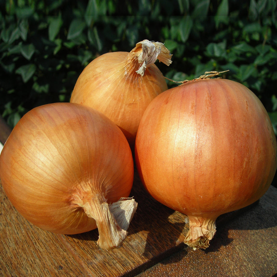 Onion Yankee F1 Organic Seed