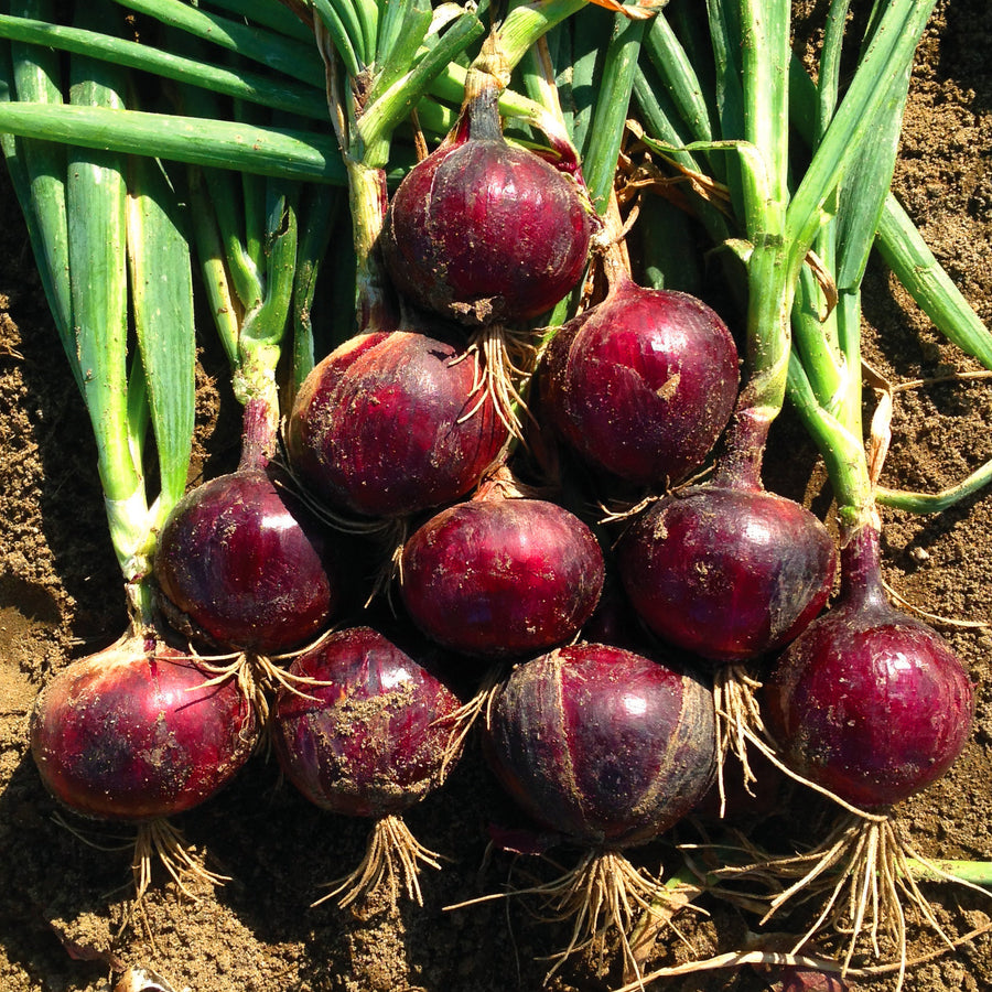Onion Monastrell F1 Organic Seed