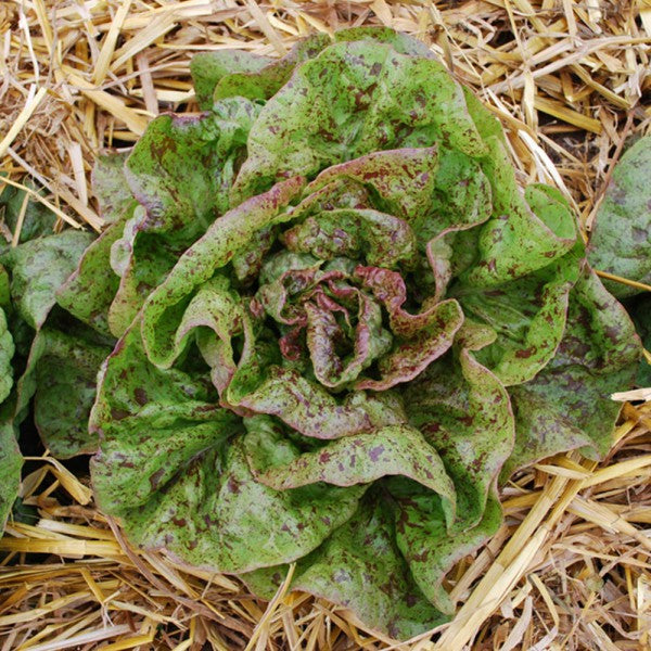 Lettuce Speckled Organic Seed